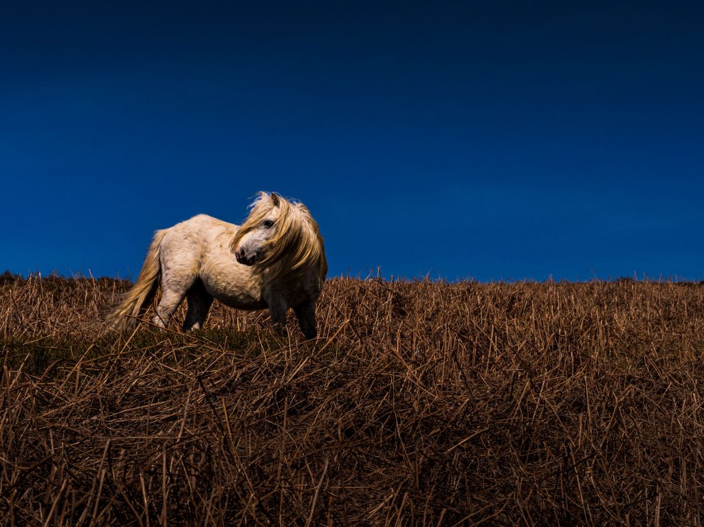 White pony standing alone in a harvested field beneath a deep blue summer sky.