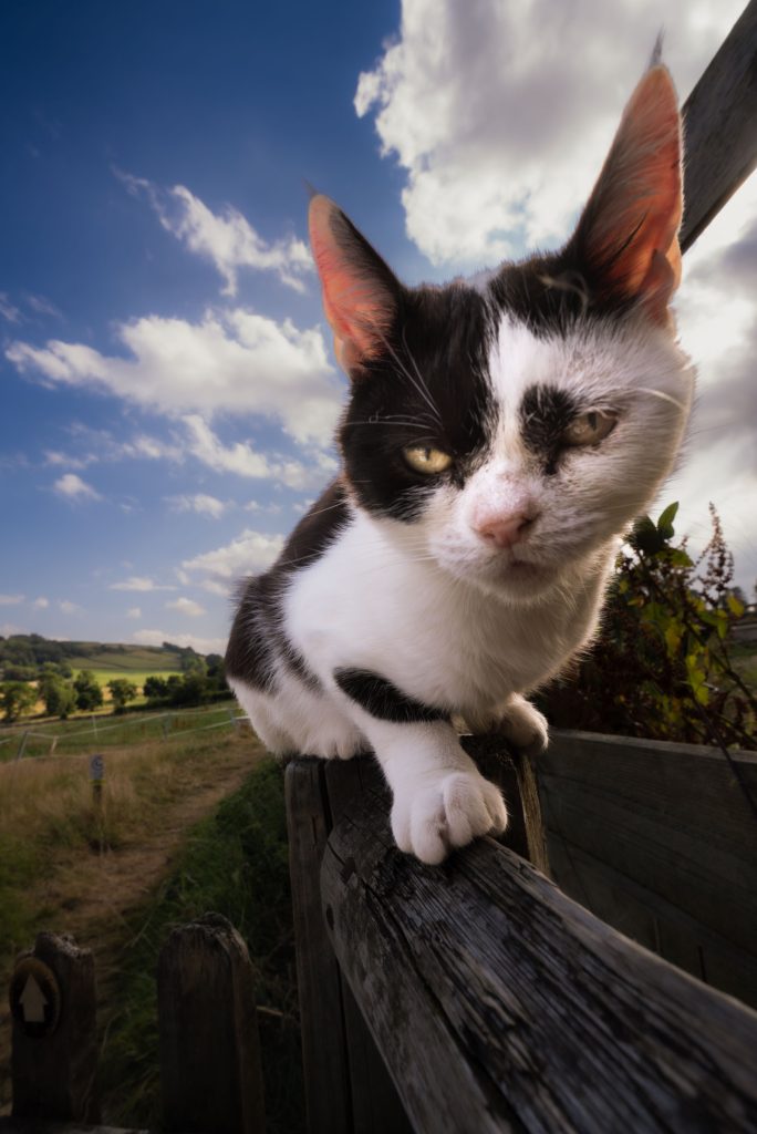 Wide-angle portrait of a black and white cat balancing on a wooden fence with rolling countryside and dramatic clouds in the background.